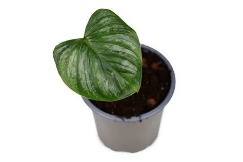 philodendron problems|10 Causes Of Your Philodendron Not Gr.
